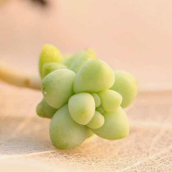 �小薄荷