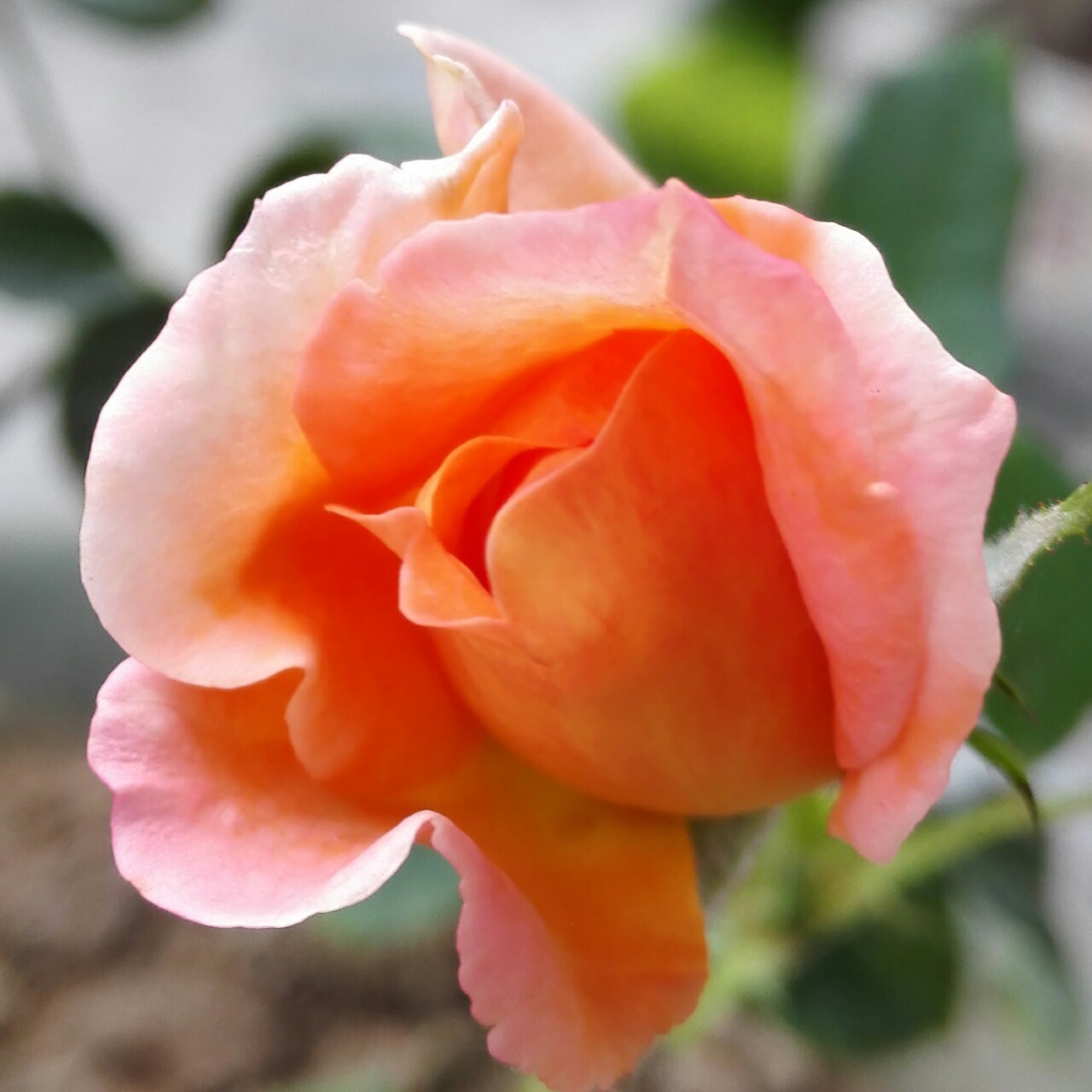 手机用户4099_pe4m