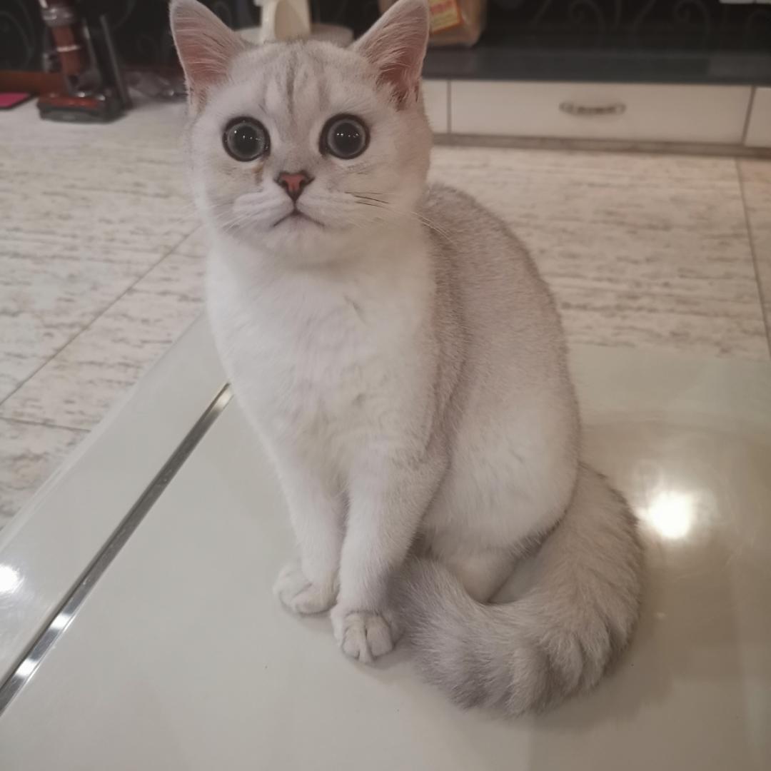 狂想月亮
