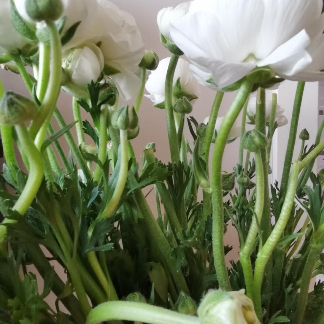 魔都苏菲玛索