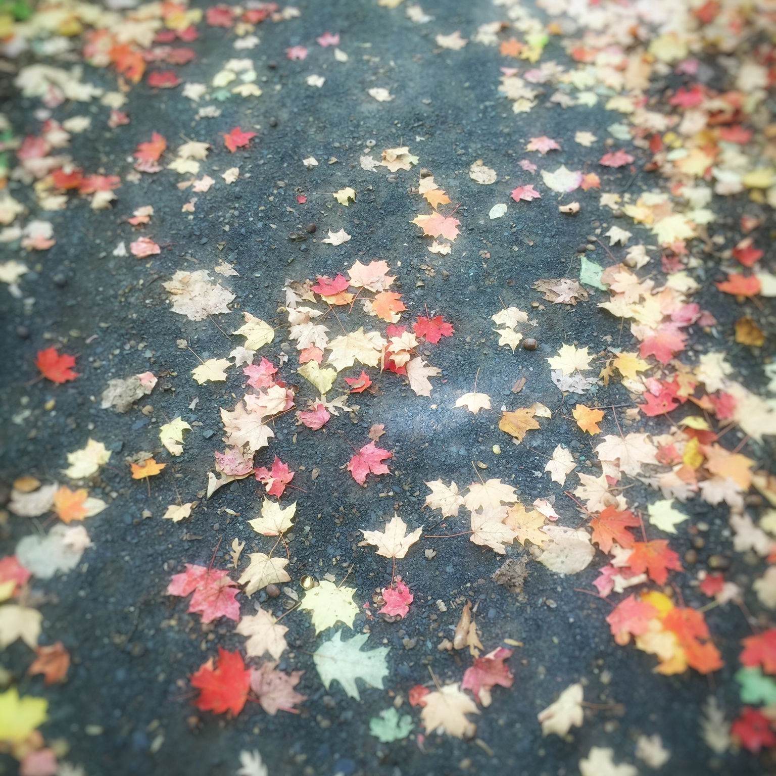 Amin手机摄影课后作业（轻摄影）