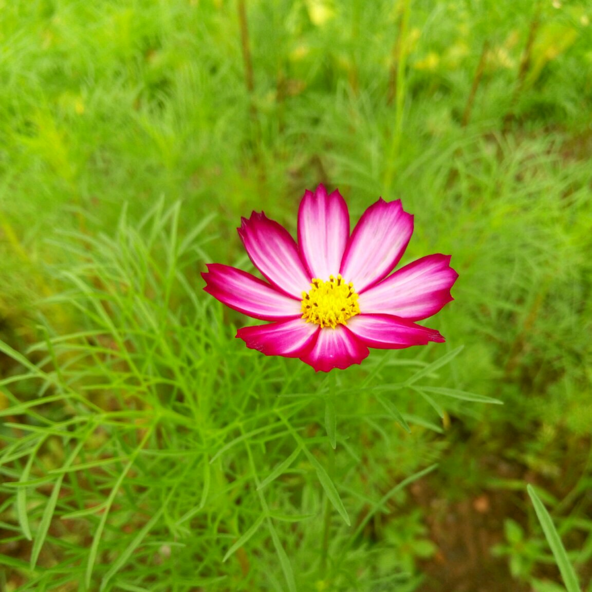 花开半夏1992的厨房