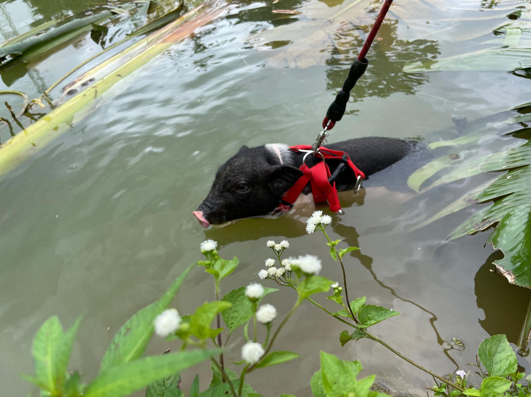 爱吃饭的大肥猪