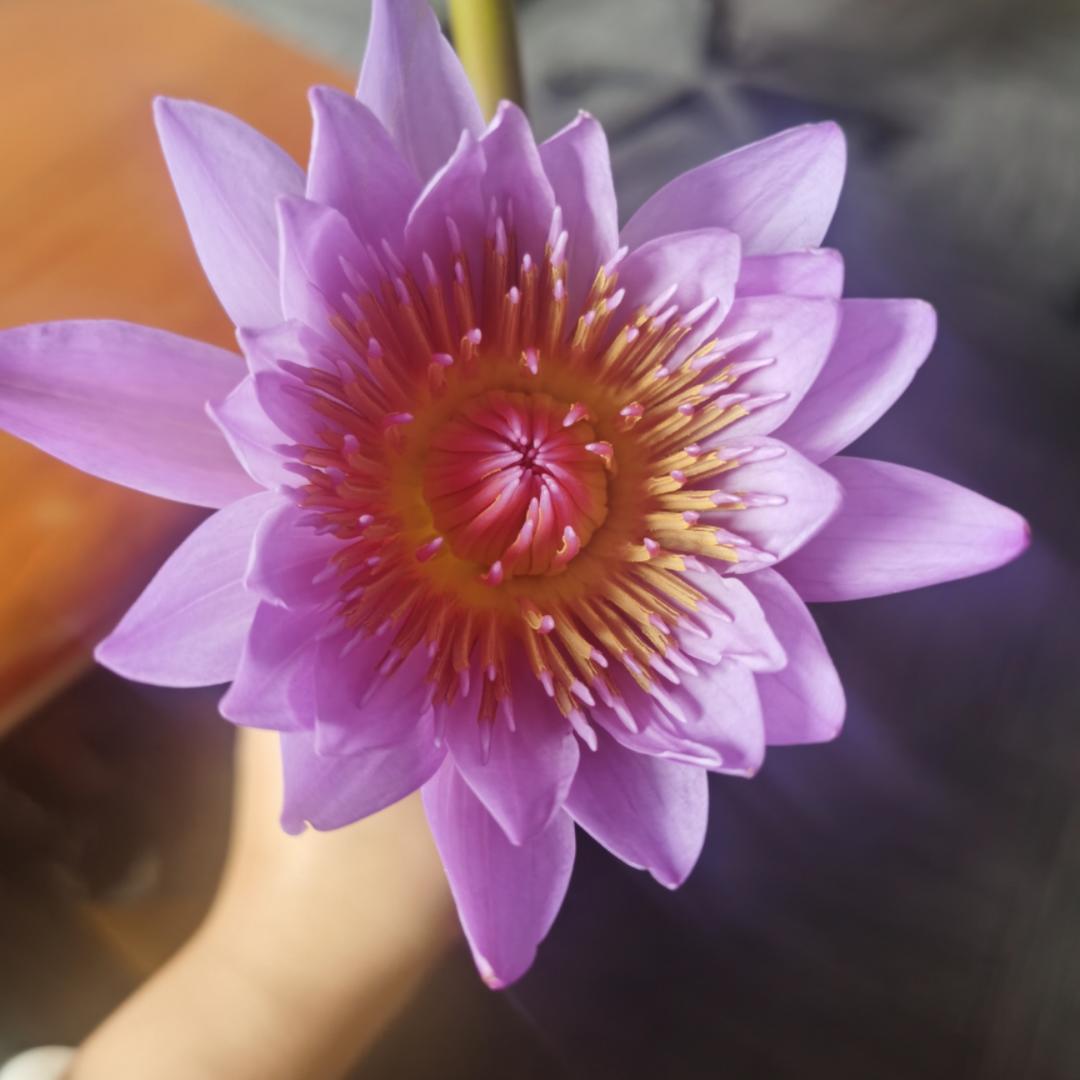 放羊的米套