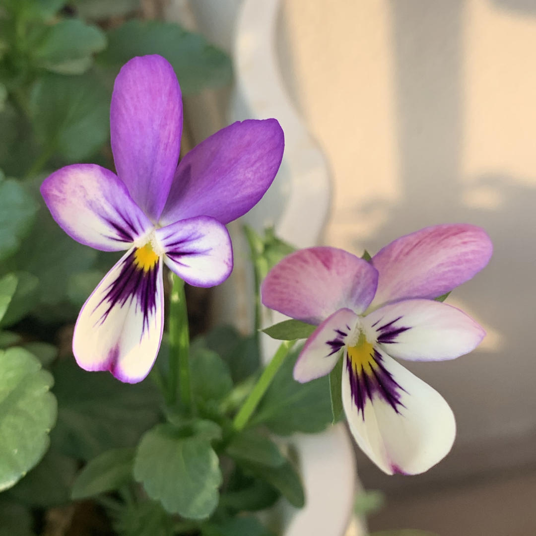 Flower Language·花の语