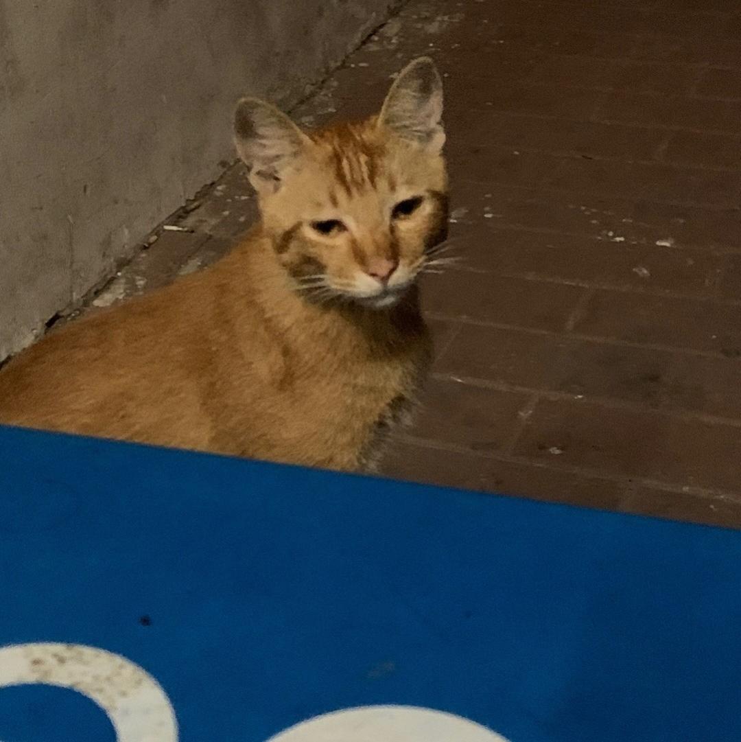 月涯湾下的深夜食堂