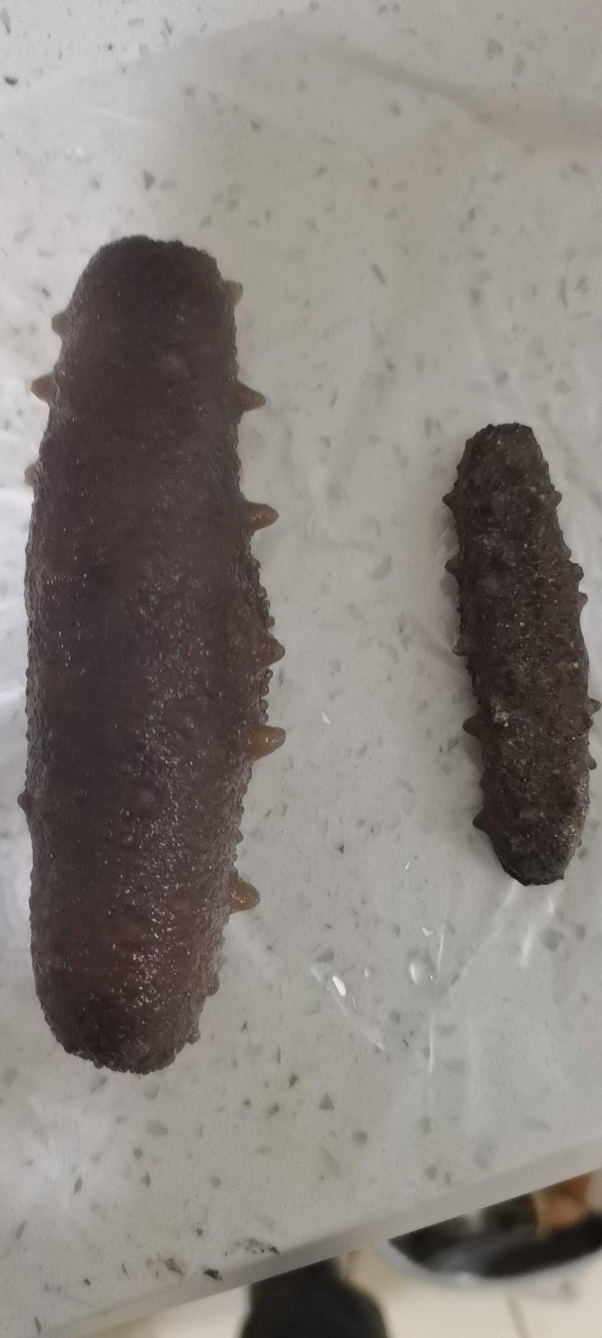 泡发海参的方法