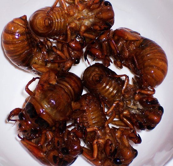 煎金蝉