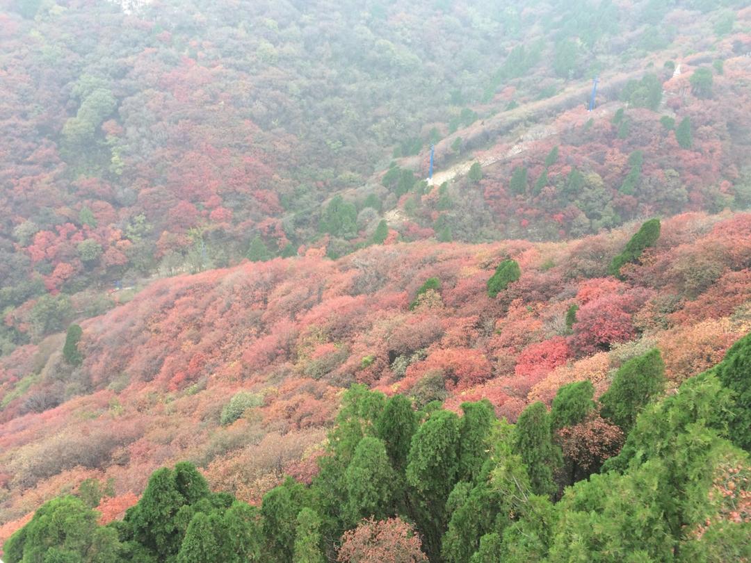 陌上红尘2019