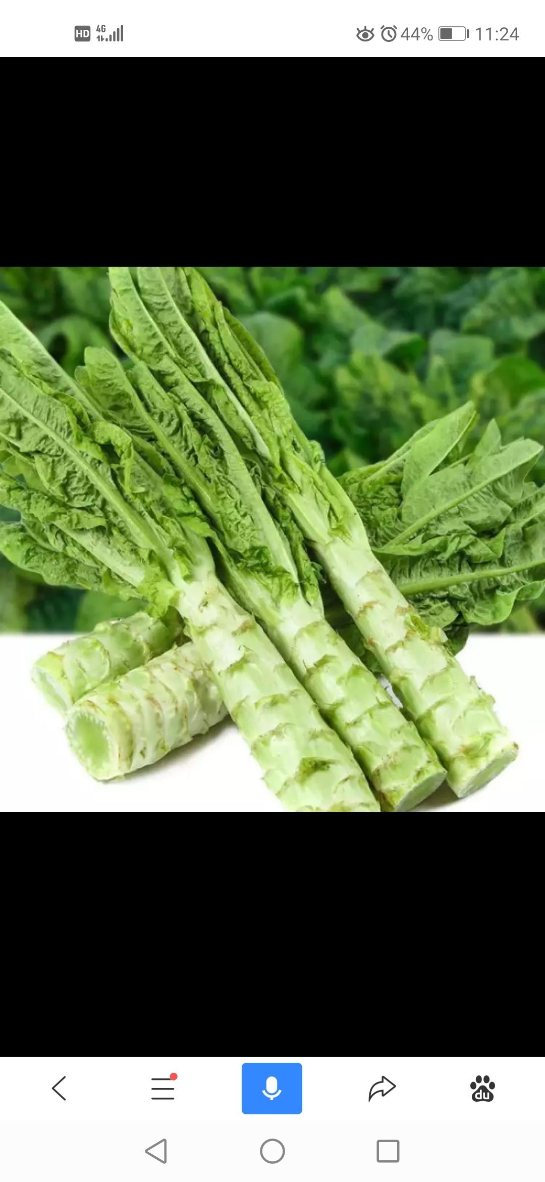 人们都是吃莴苣根把叶子扔掉,其实莴苣叶比莴苣更有营养哦～1