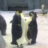 做饭让我脑壳疼