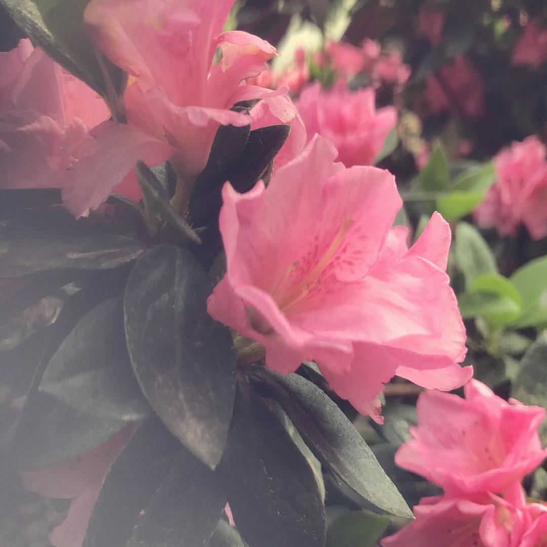 樱花味的棒棒糖