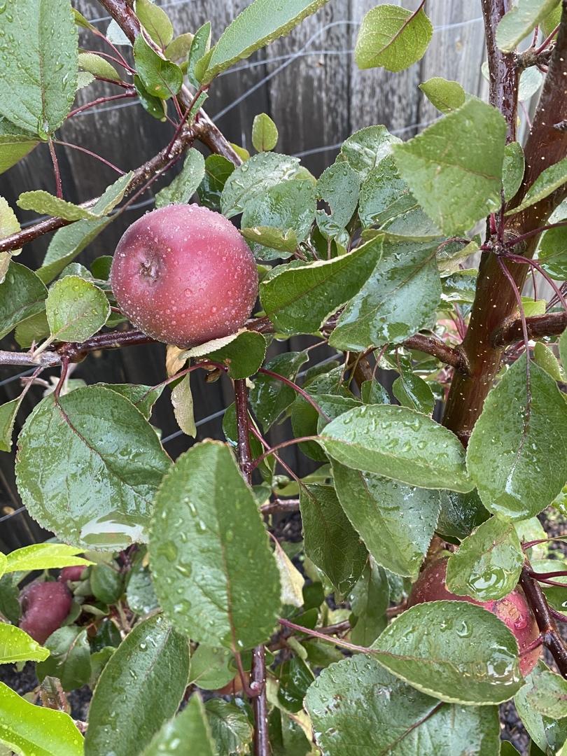 姜饼海绵小蛋糕配苹果奶酪霜