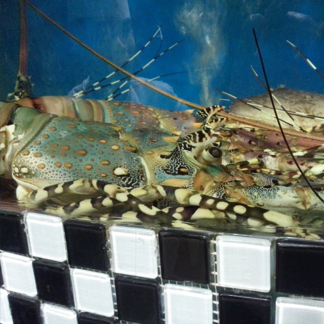 蒜蓉龙虾蒸粉丝