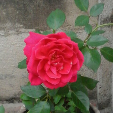 手機用戶3284_rsz2