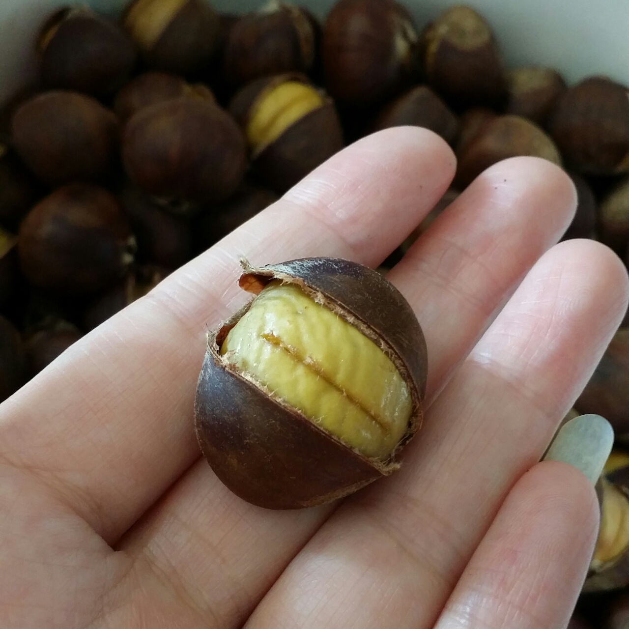 慵懒美丽的栗子