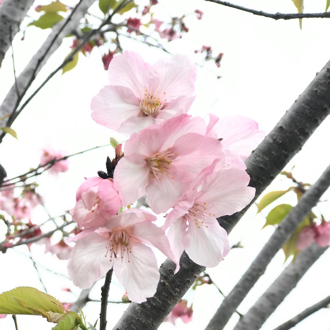 煮煮小汤圆