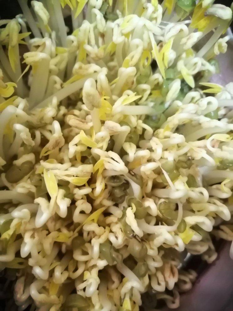 自发绿豆芽