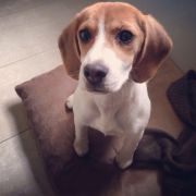 孔若然用微博写论文