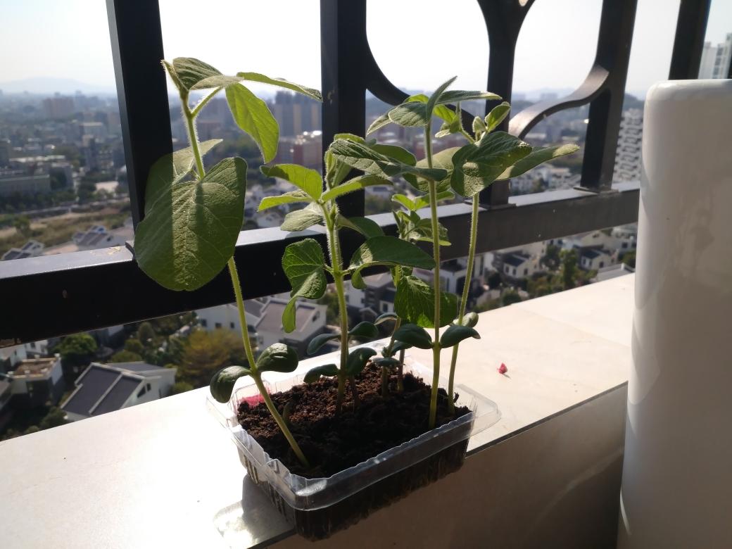 娃也能做的美食——**酥