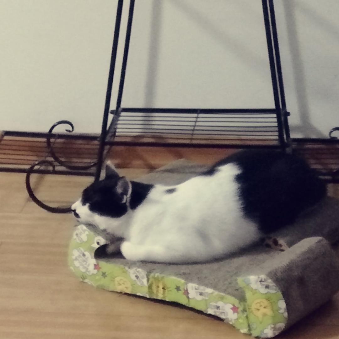 糊弄达人
