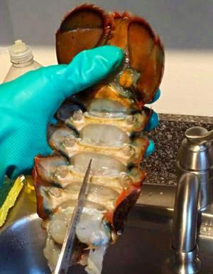 葱姜波士顿龙虾（解剖版）的做法 步骤14