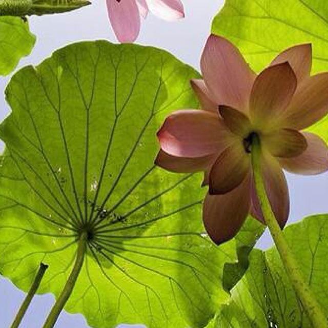 爆炒生肠