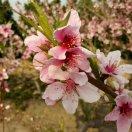 手机用户8645_m85s