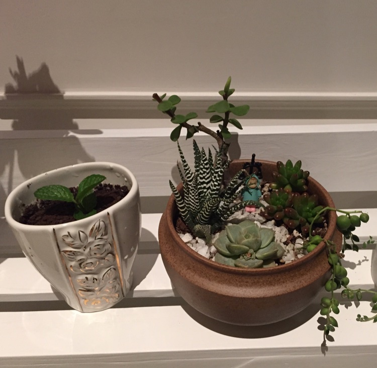 『盆栽酸奶』夏日里的小清新。