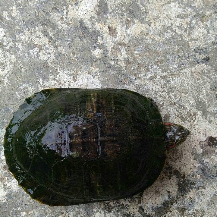 动手做做做的土茯苓乌龟汤