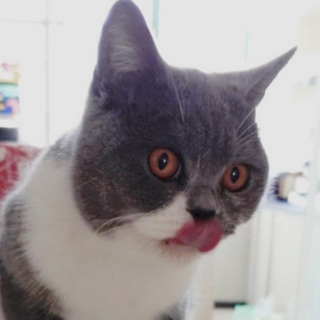 会生活的快乐猫