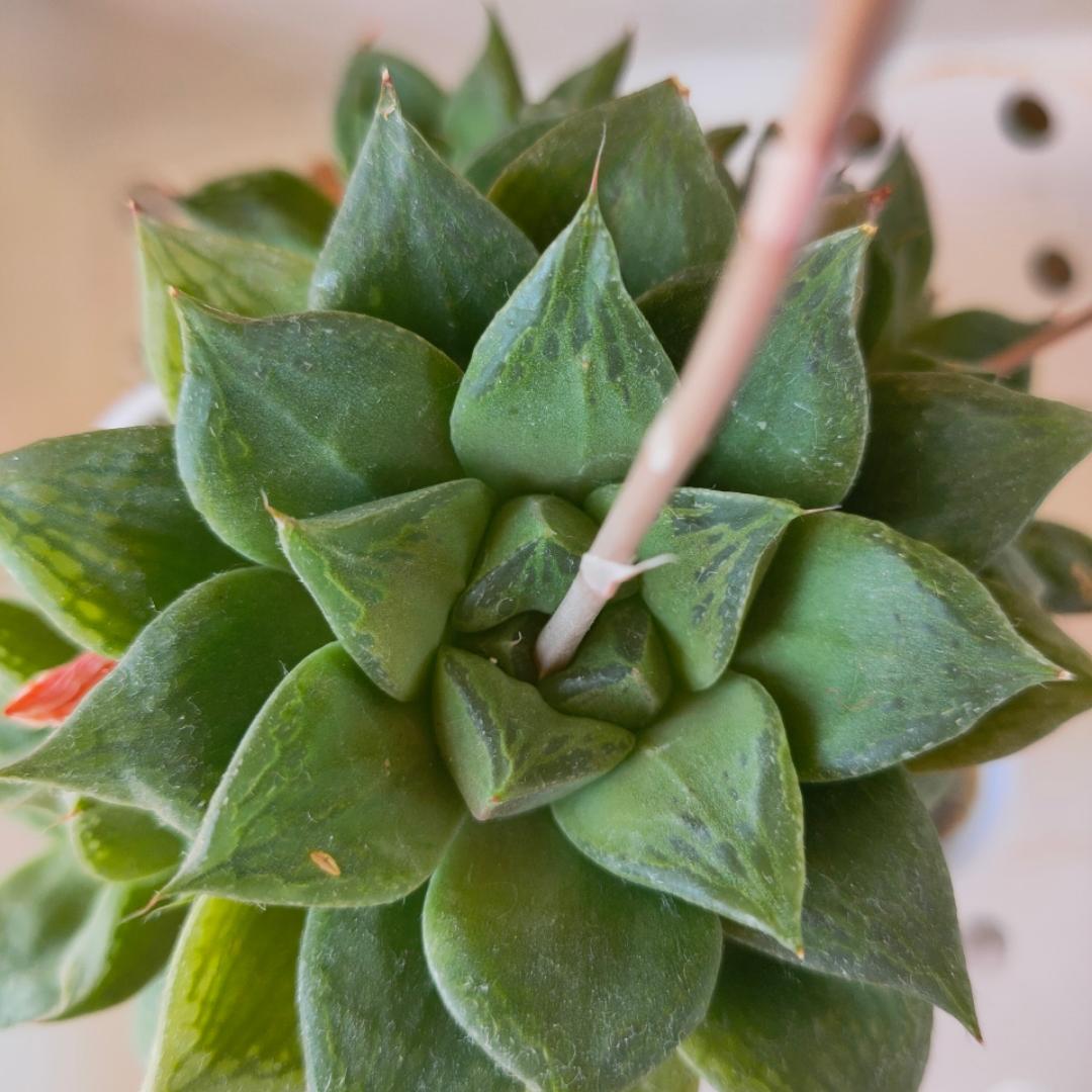 没想到取个用户名这么难