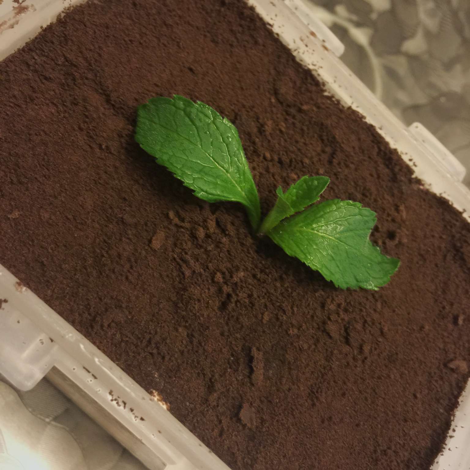 木糠杯
