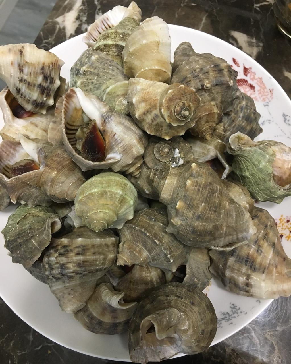 snowfar做的水煮海螺