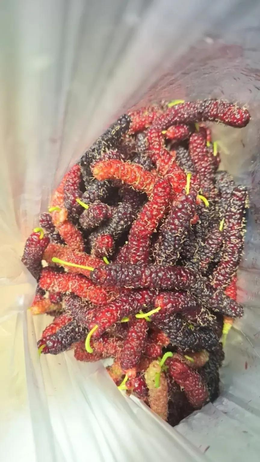 豬仔的“阿茂整餅”