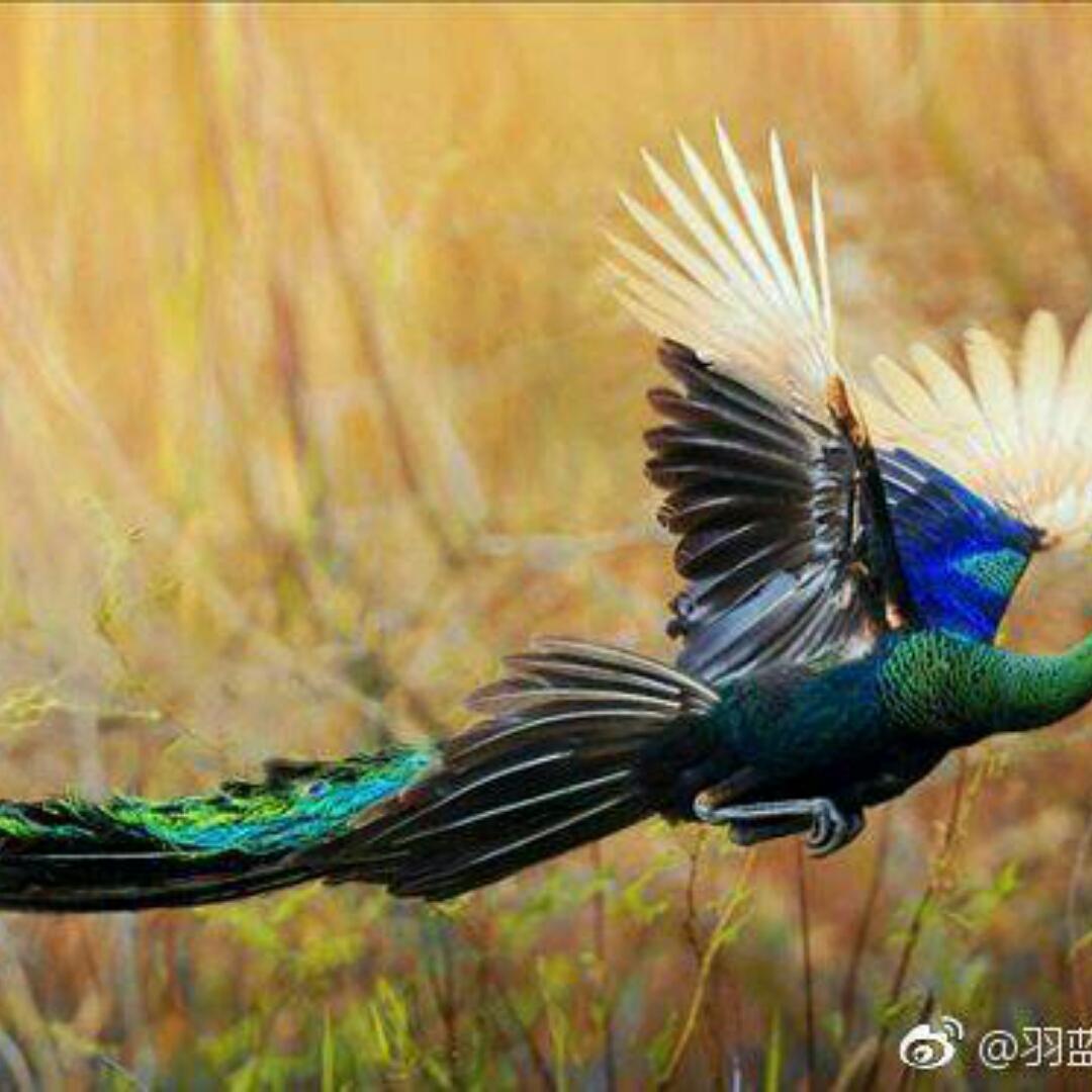 手机用户6990_9n8k