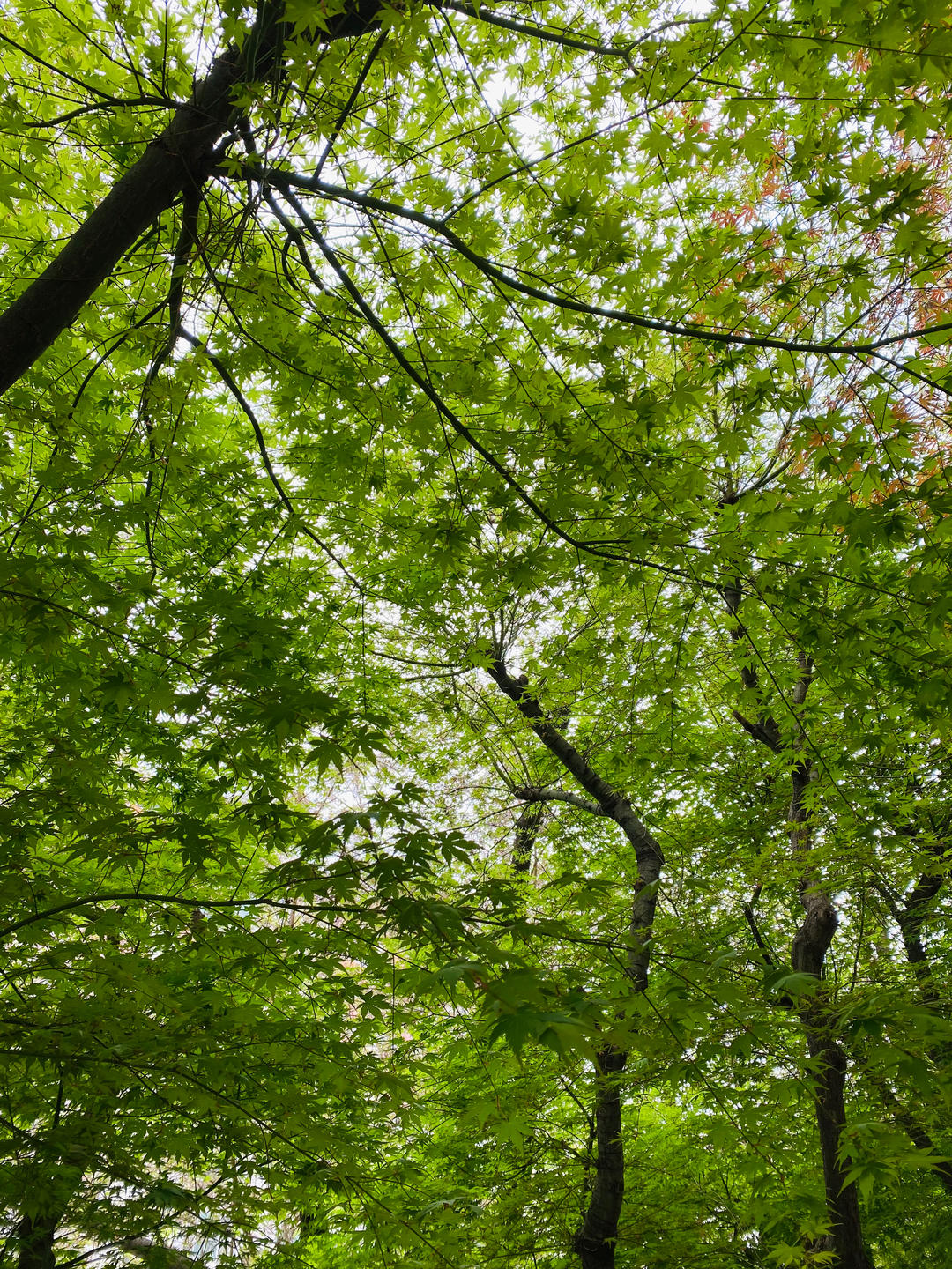 简单简单不简单