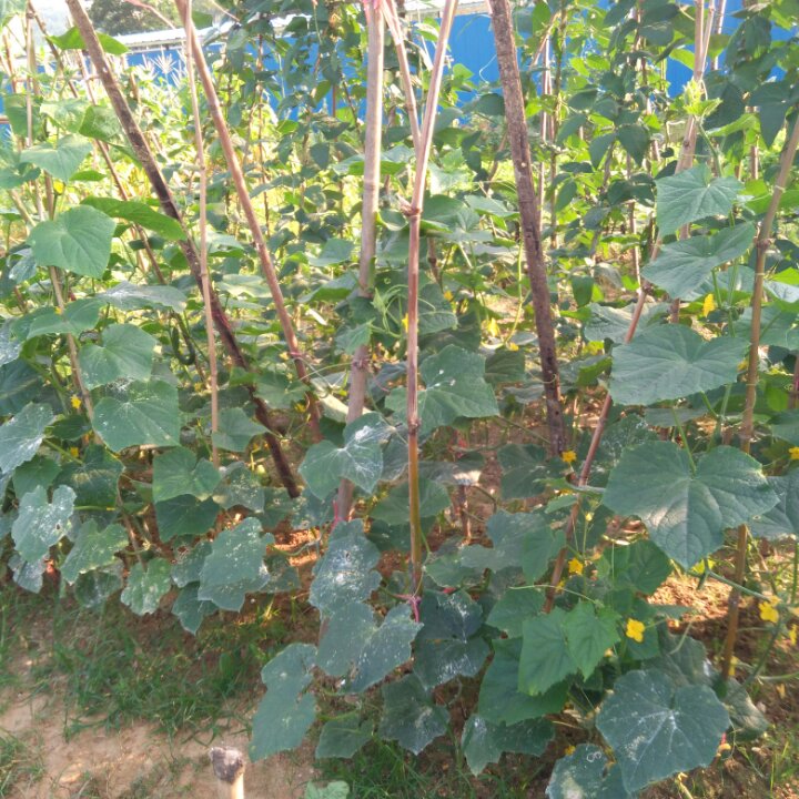 我的菜地，我的菜