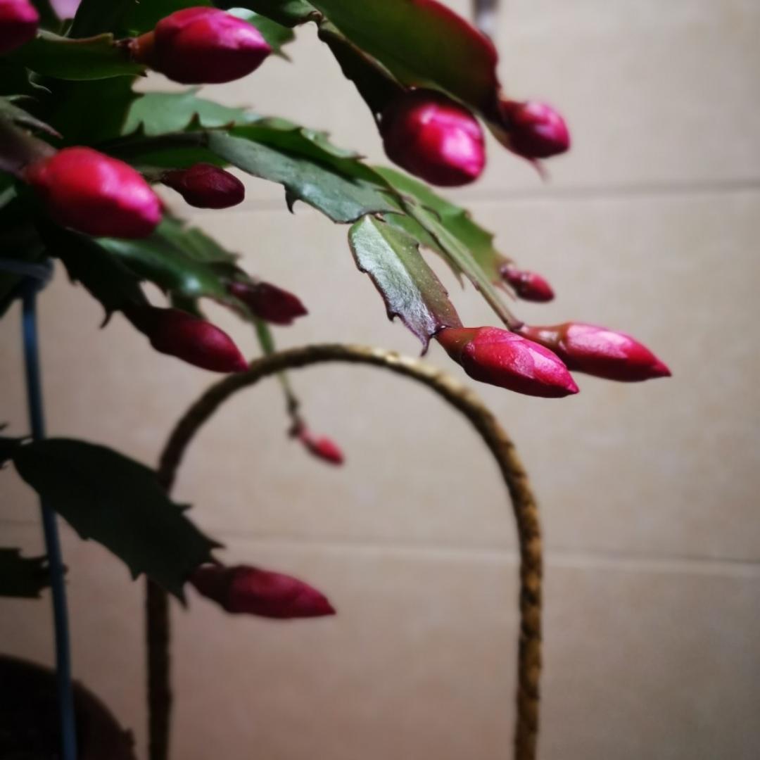 干干的妈妈