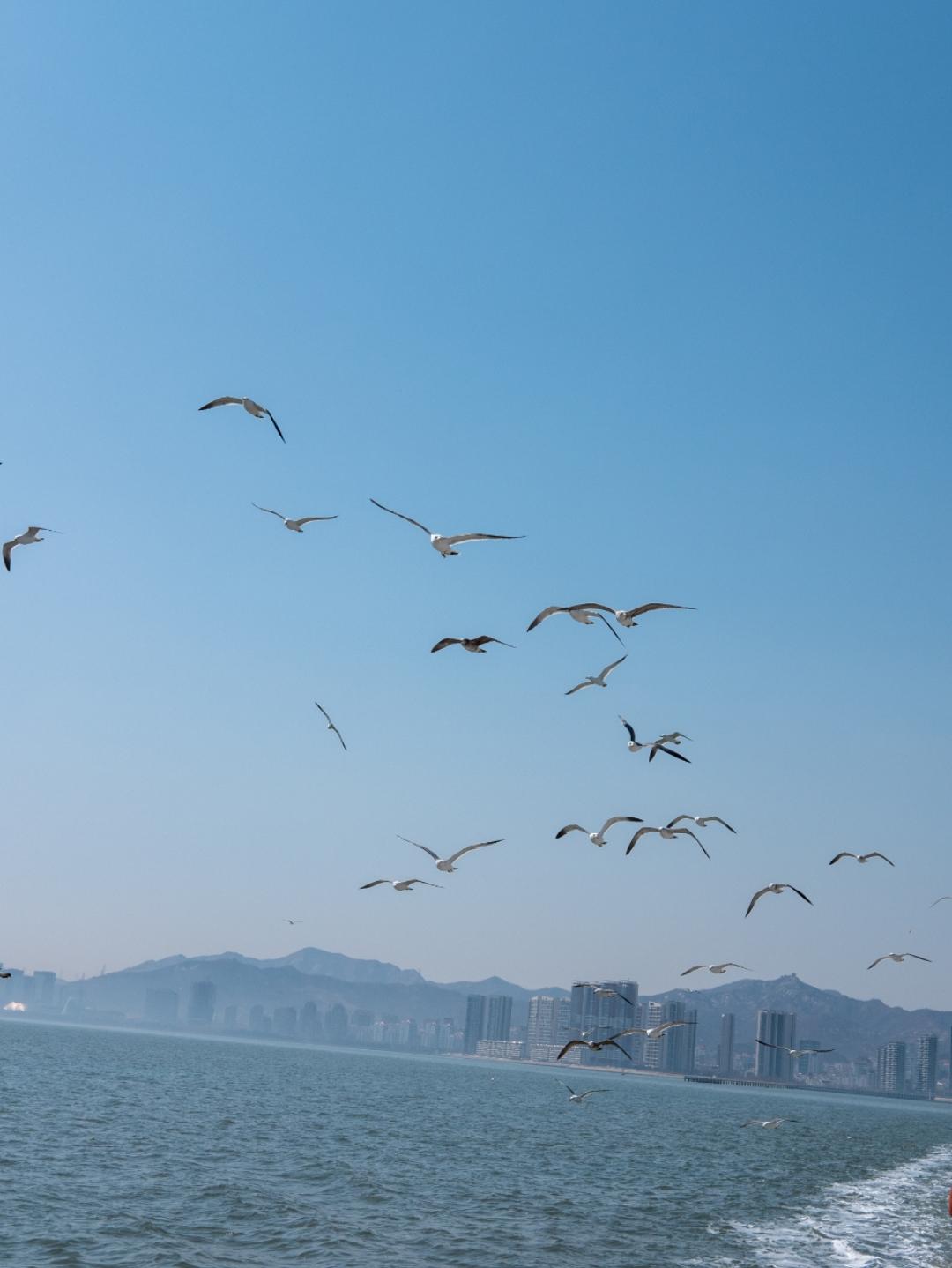 追叶的枫
