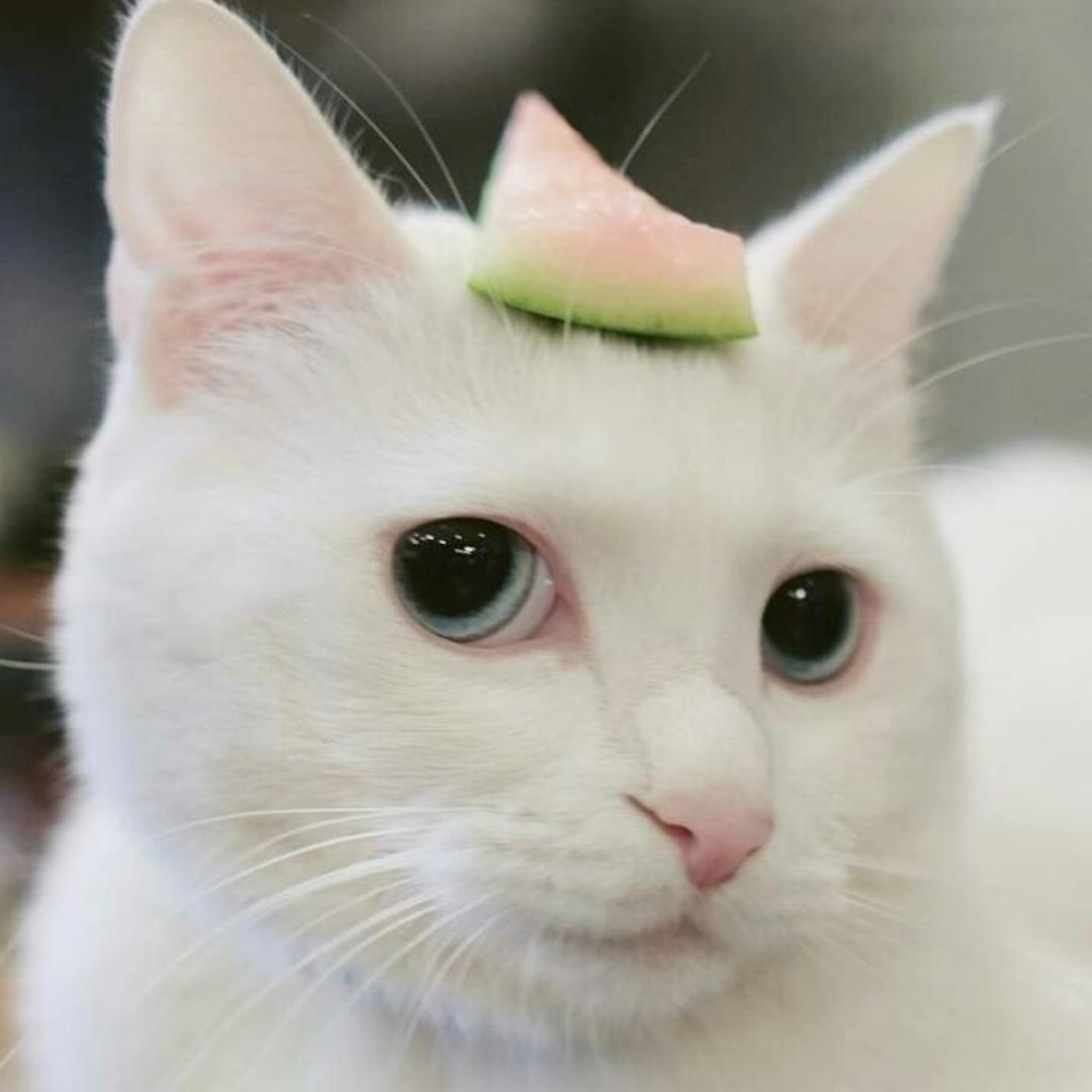 何以解忧唯有美食