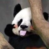 彭彭做的菜天下第一好吃