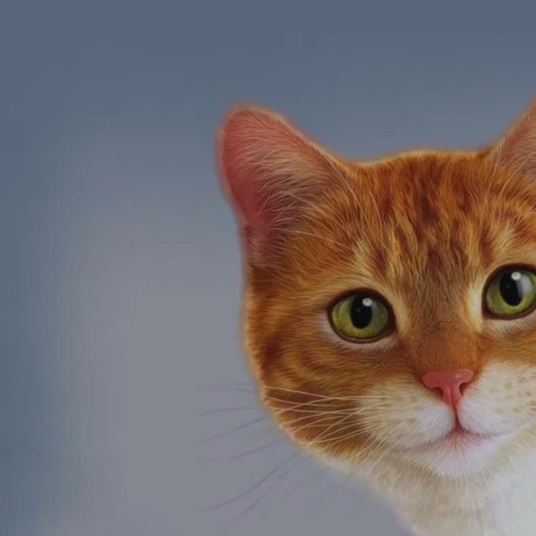 豆豆呀豆豆呀呀