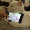 --咪