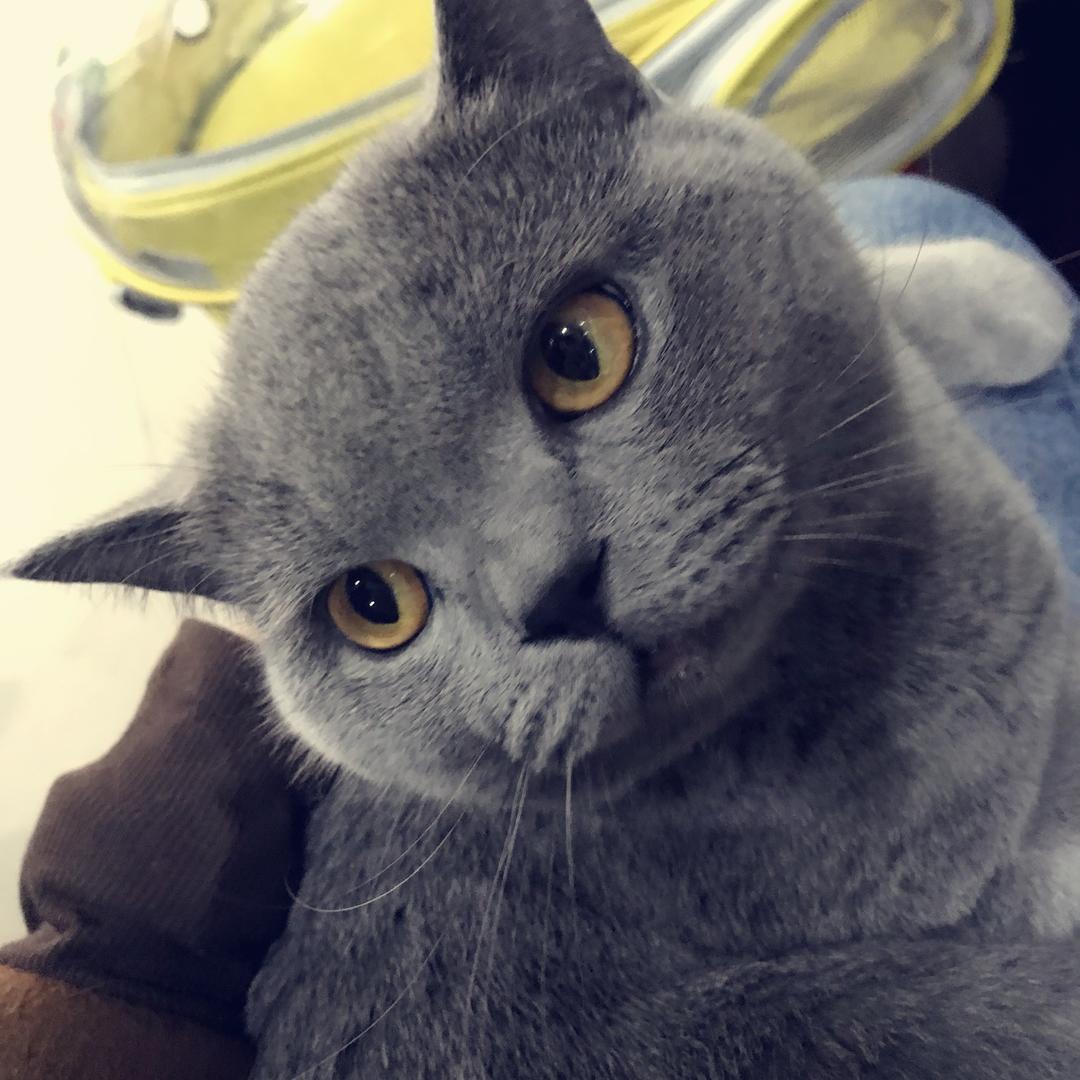 小肥云小
