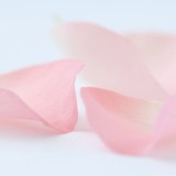 水鯋菂