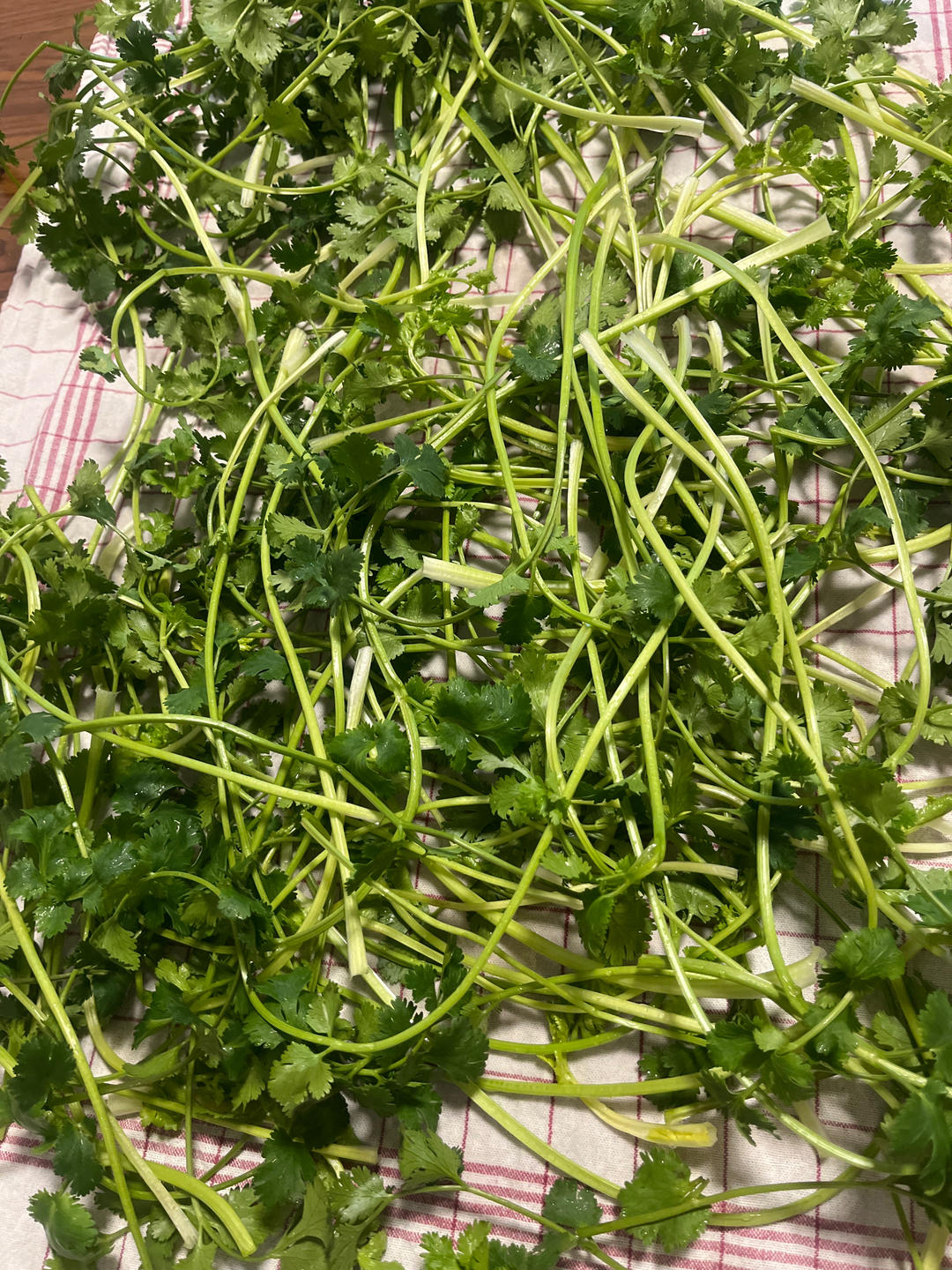 香菜保存
