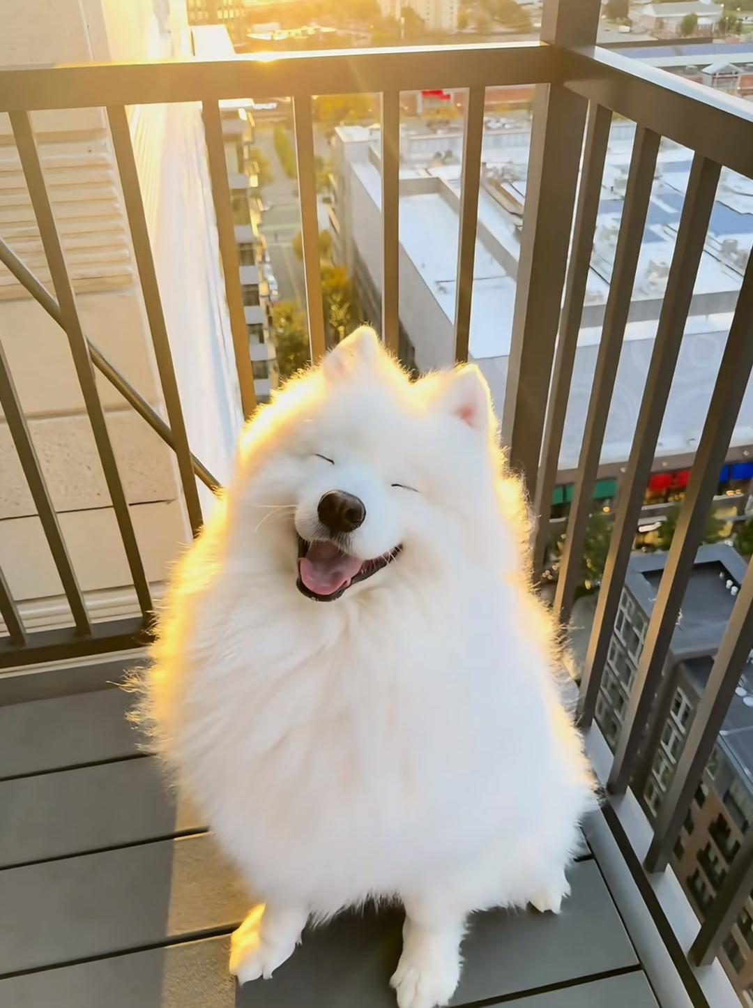 自用马蹄肉饼菜谱