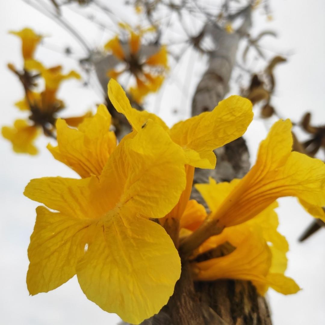 陌上花开_0cx9
