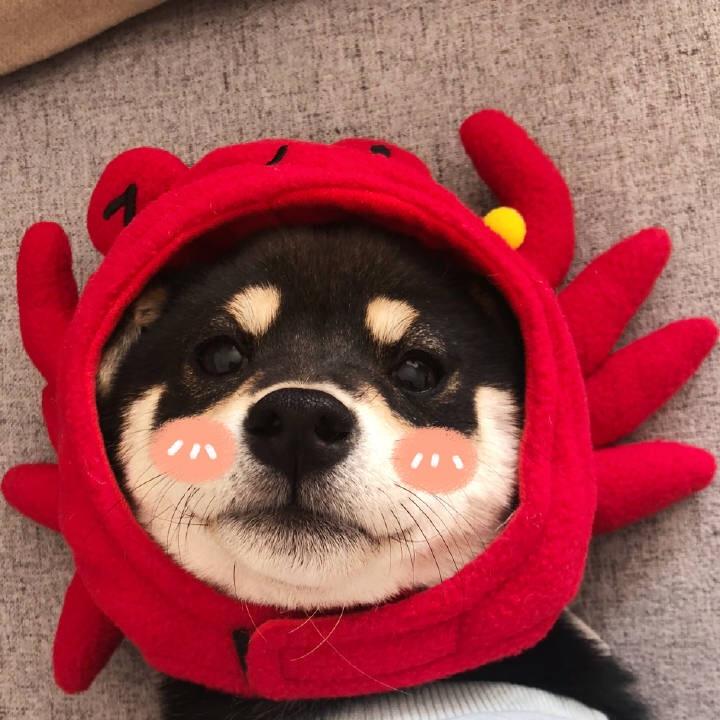 蔓越莓小饼干儿